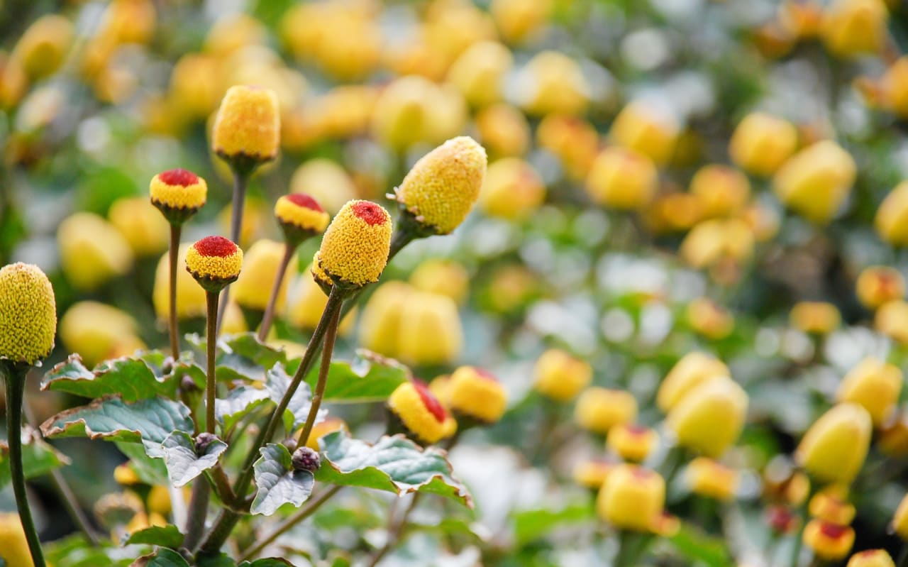 Spilanthes: quali sono i possibili pericoli?
