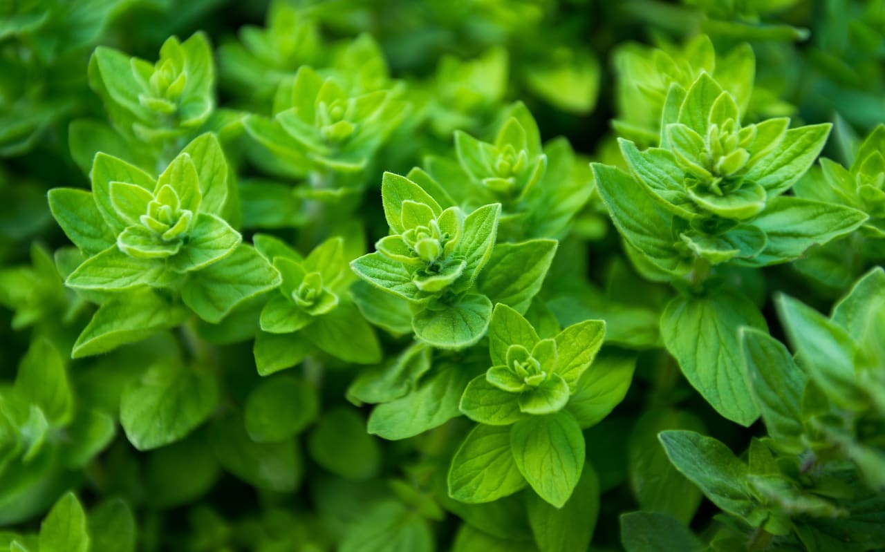 Marjolaine des jardins (Origanum majorana)