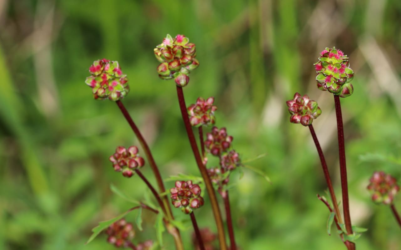 Pimprenelle (Sanguisorba minor) : définition, propriétés et bienfaits