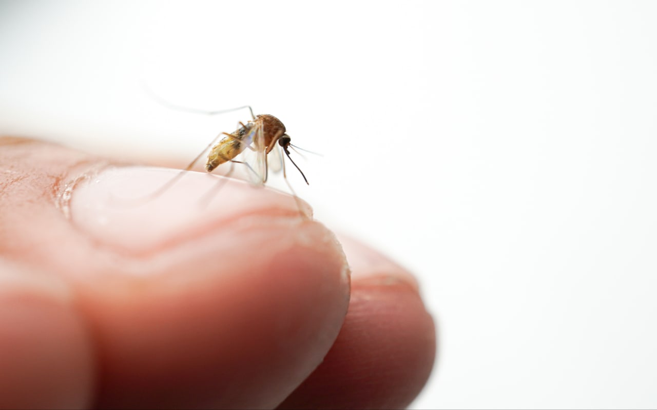 La dengue : Causes et symptômes ?