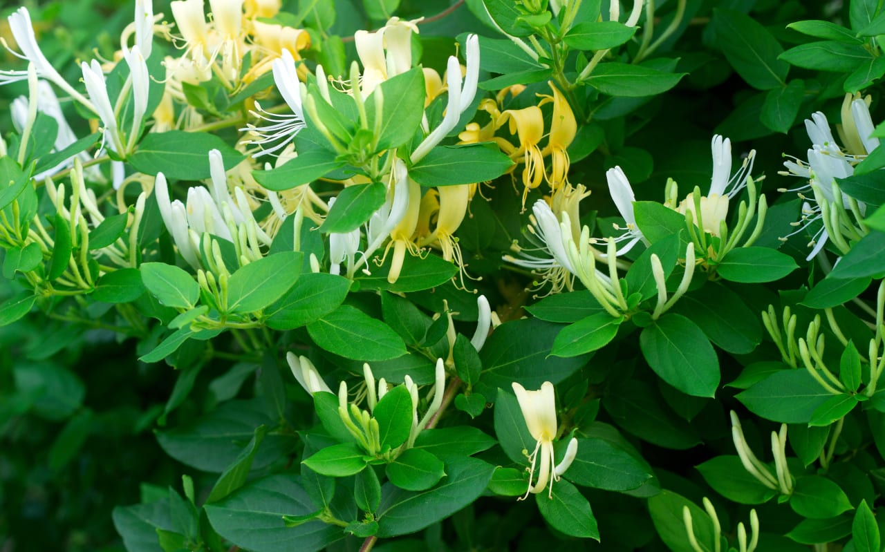 Chèvrefeuille (Lonicera) : définition, propriétés et bienfaits