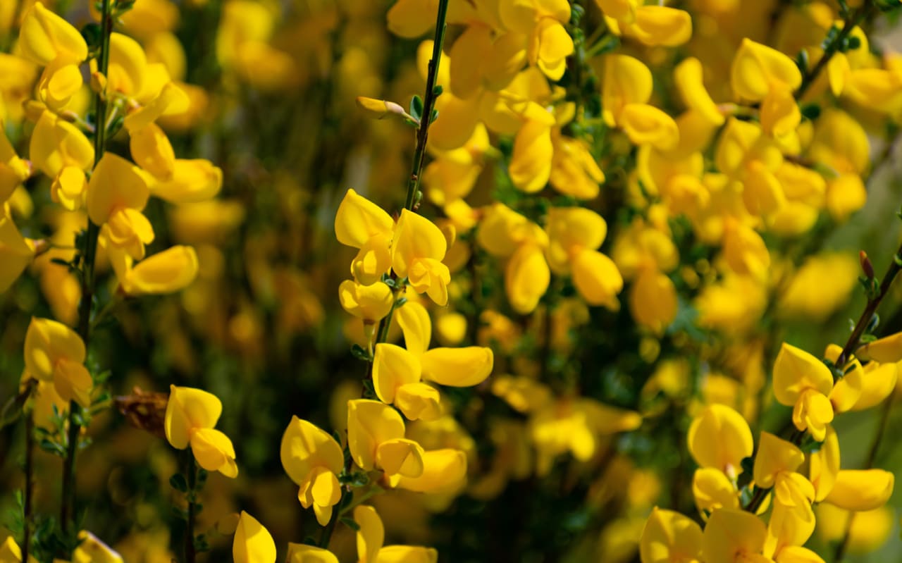 Genêt à balais (Cytisus scoparius) : définition, propriétés et bienfaits
