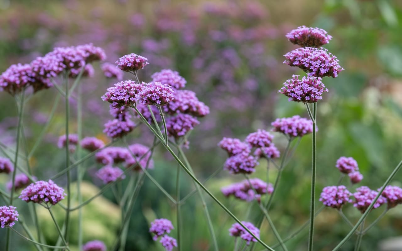 Verveine citronnée (Aloysia citrodora) : définition, propriétés et bienfaits