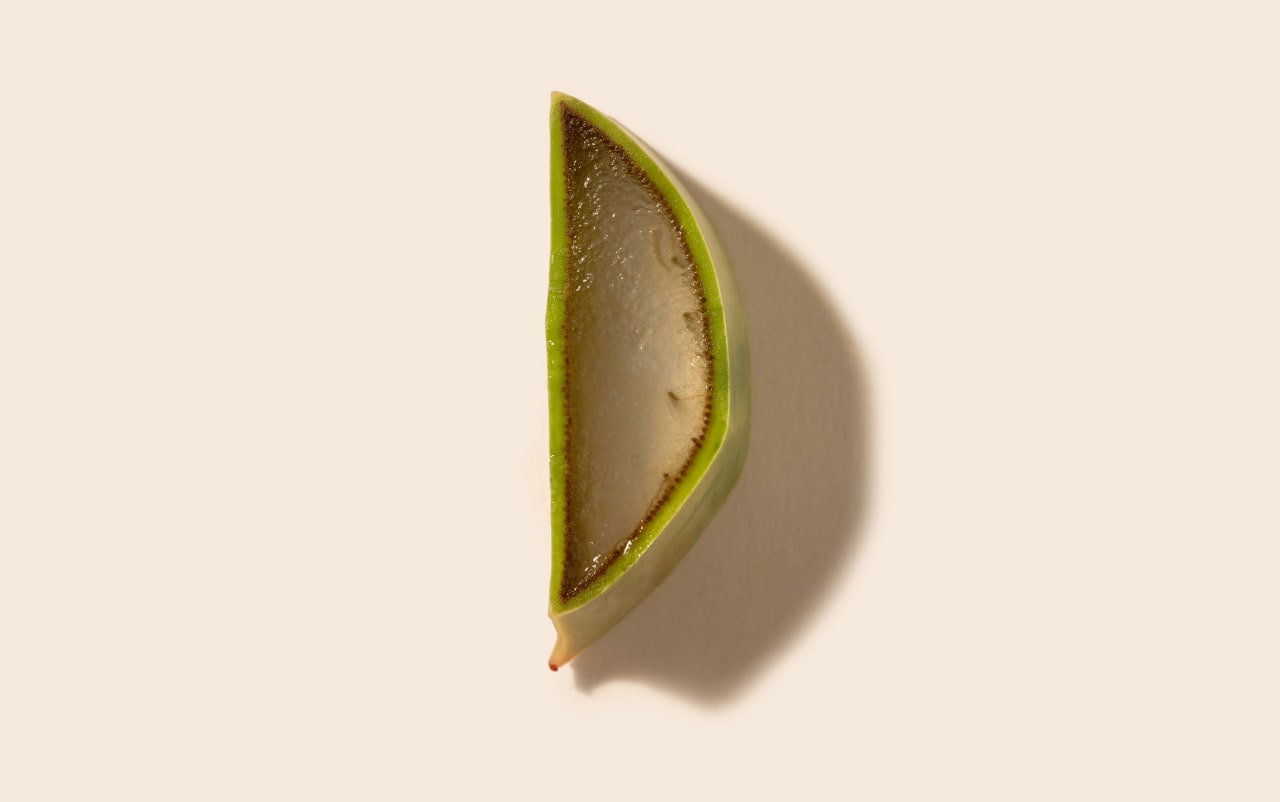 L’Aloe vera come cicatrizzante: quali sono i suoi effetti?