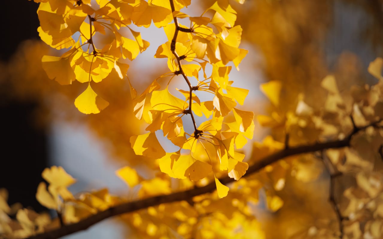Quel est le lien entre ginkgo et mémoire ?