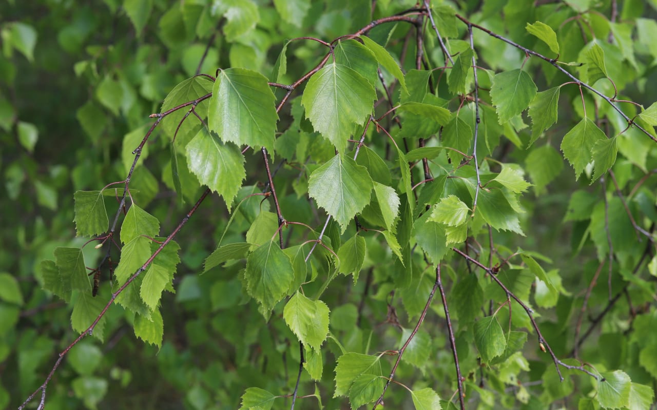 Bouleau blanc (betula verrucosa) : définition, propriétés et bienfaits