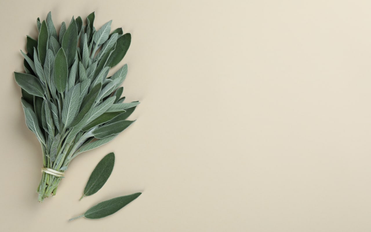 La Sauge officinale : définition, bienfaits et utilisations 