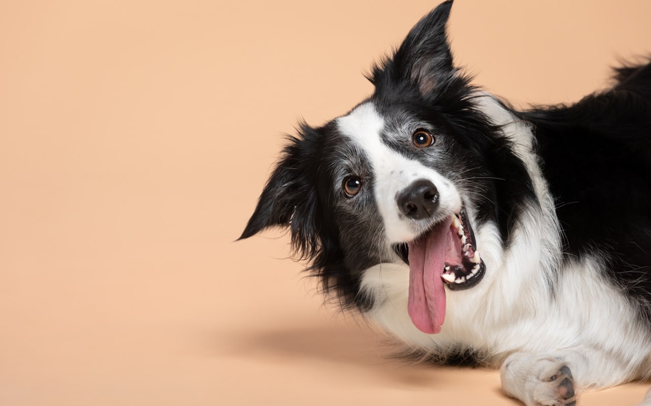 Ce que votre chien comprend vraiment quand vous lui parlez