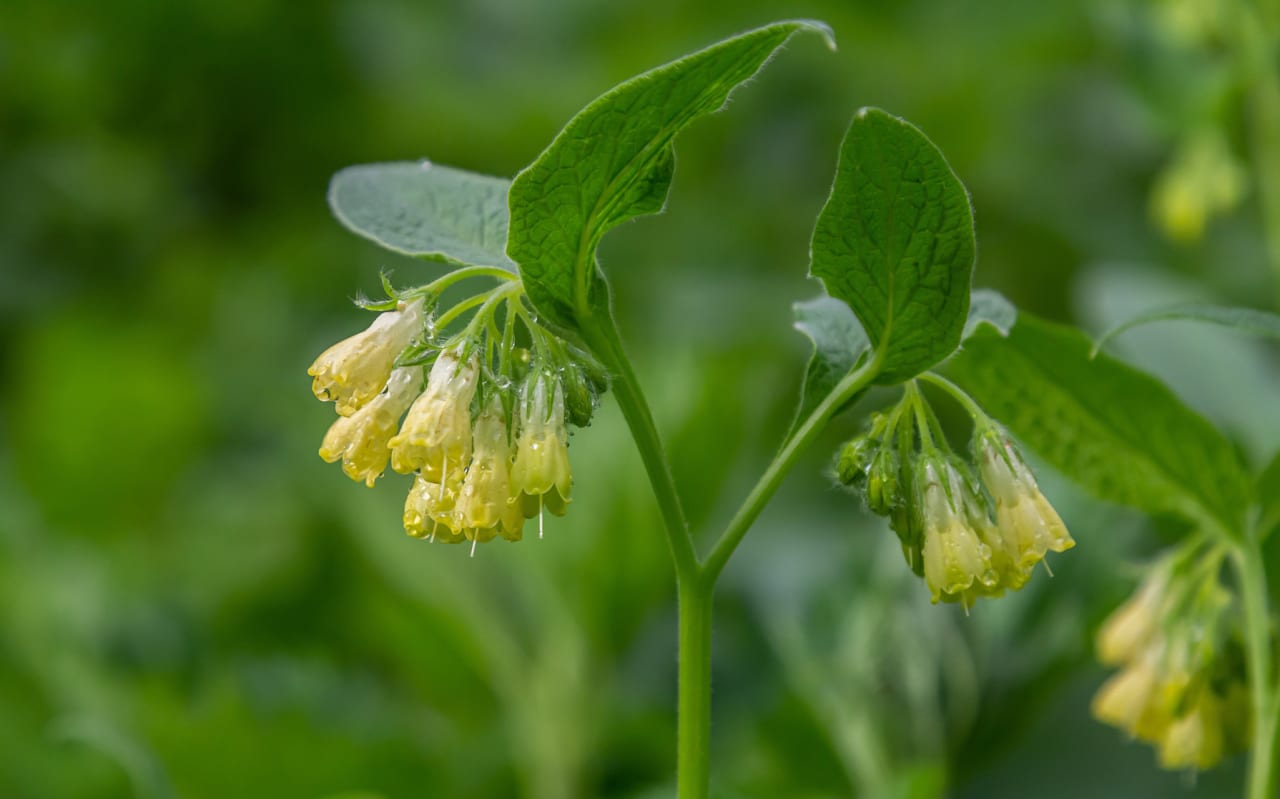 Consoude tubéreuse (Symphytum tuberosum) : définition, propriétés et bienfaits