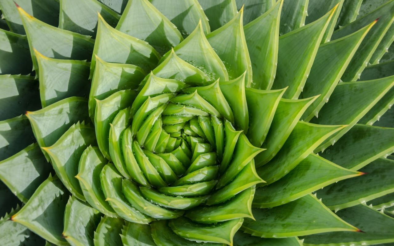 Perché utilizzare l'Aloe vera sui capelli?