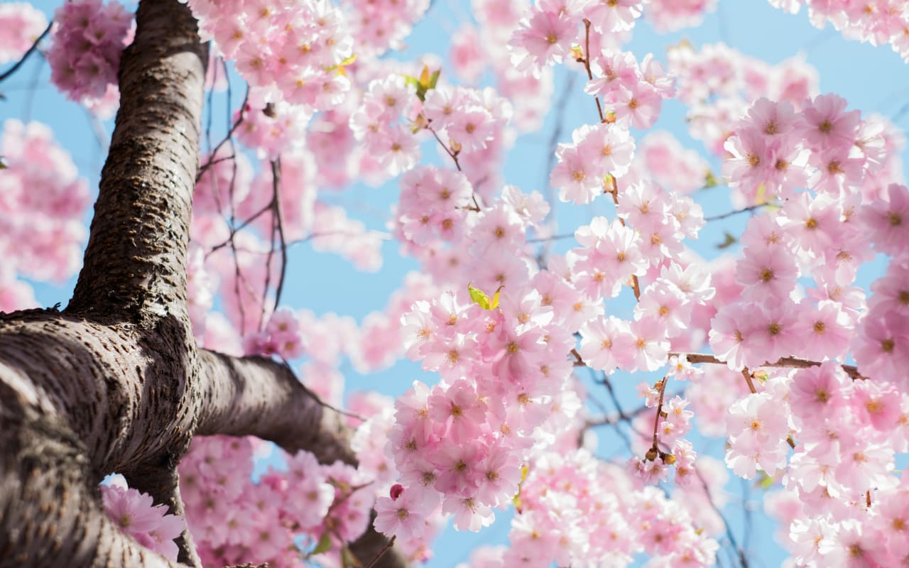10 choses qui montrent que le printemps nous rend heureux