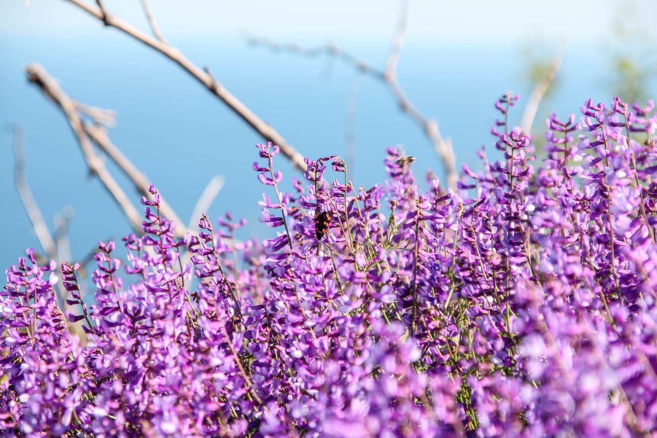 La Luzerne (Alfalfa) : bienfaits et précautions d'utilisation 