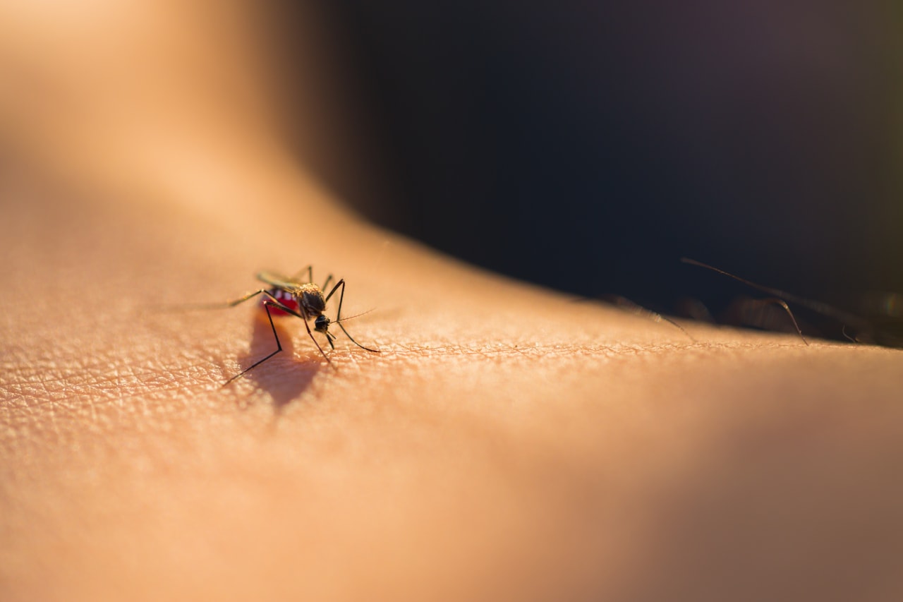 Allergia alle punture di zanzara: cosa fare?