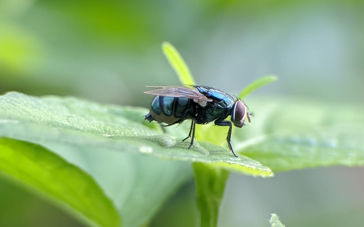 Piqûre de mouche : causes et symptômes