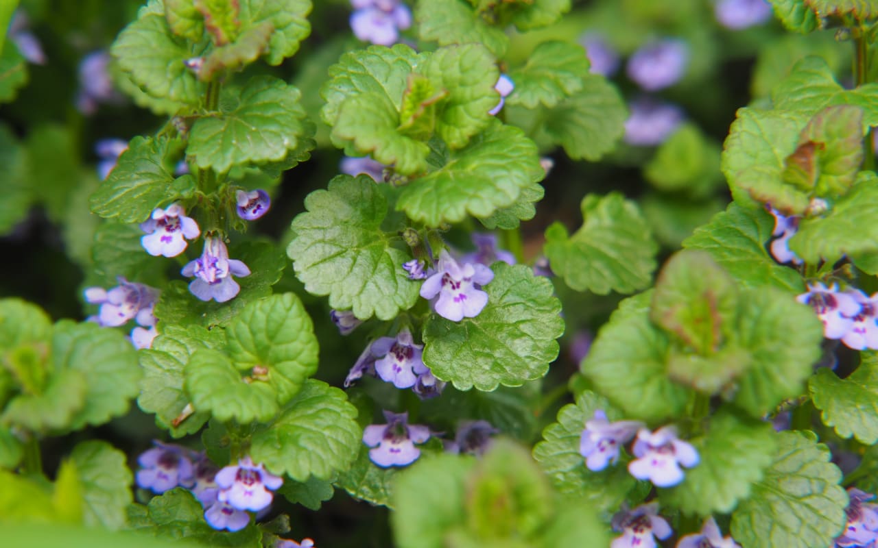 Lierre terrestre (Glechoma hederacea) : Définitions, Propriétés et bienfaits