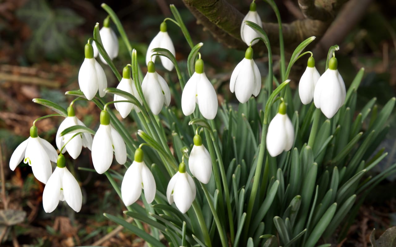 Perce-neige (Galanthus nivalis) : définition, propriétés et bienfaits