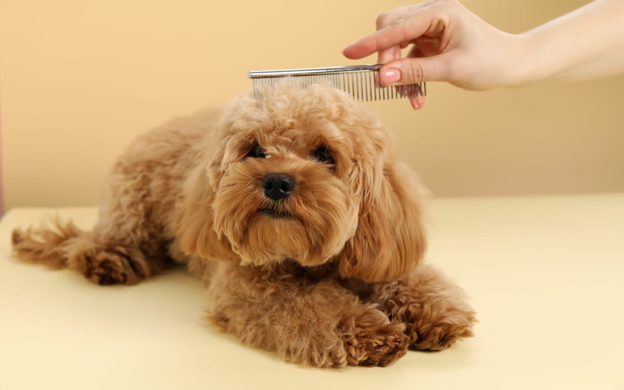 Lavage du chien : fréquence idéale et conseils pratiques