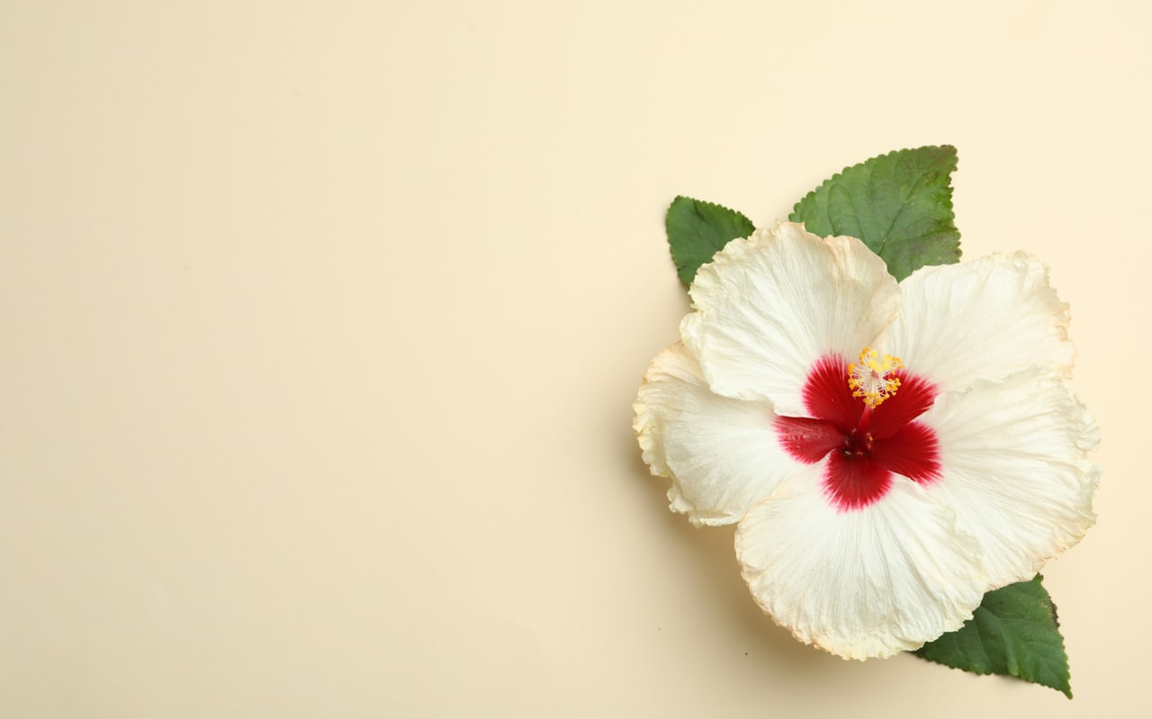 L’Hibiscus, la plante ayurvédique pour renforcer et embellir vos cheveux