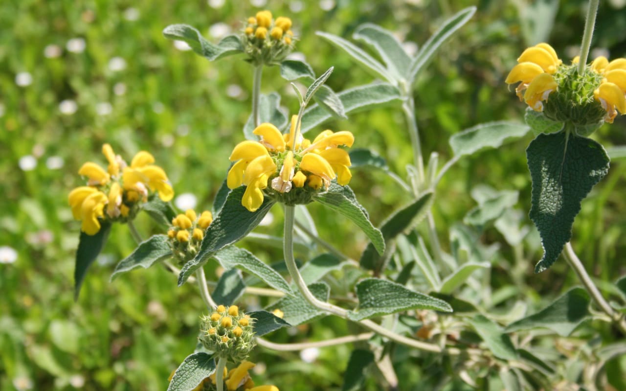Sauge de Jérusalem (Phlomis fruticosa) : définition, propriétés et bienfaits