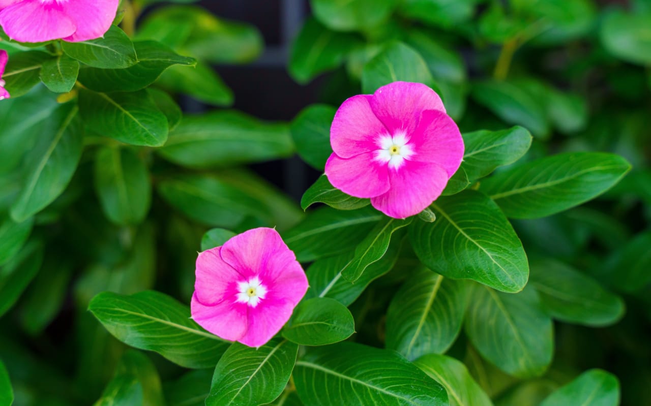 Pervenche de Madagascar (Catharanthus roseus) : définition, propriétés, bienfaits