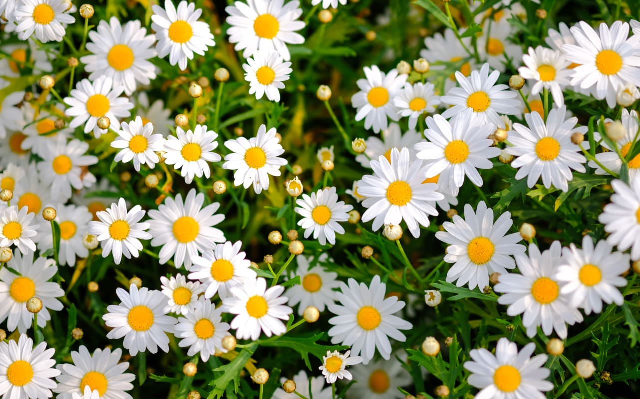 Marguerite (Leucanthemum vulgare) : définition, propriétés et bienfaits
