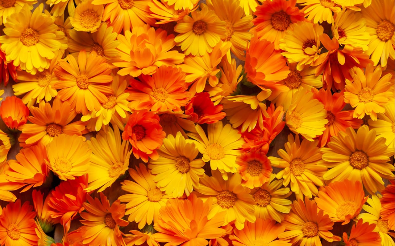 Calendula DIY : cultiver, récolter et transformer en soin apaisant