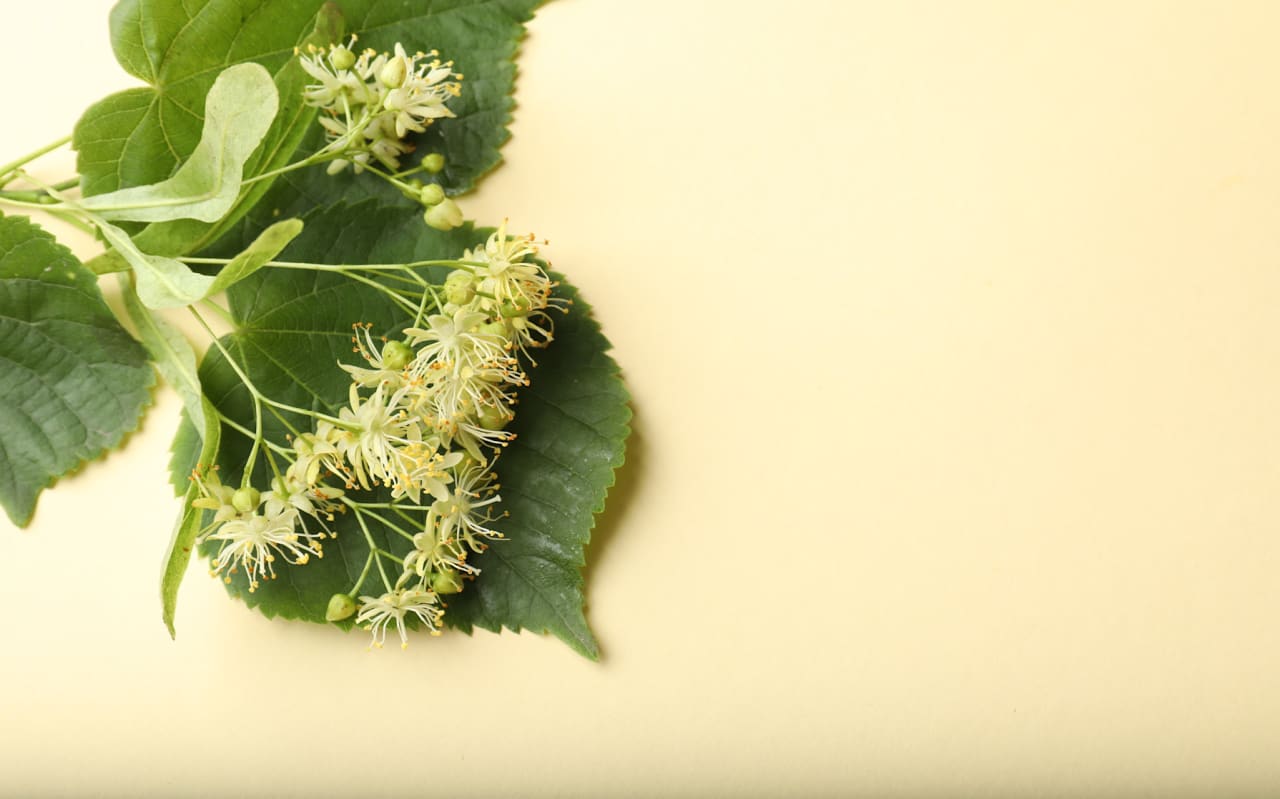 Les bienfaits et conseils d'utilisation du Spilanthes