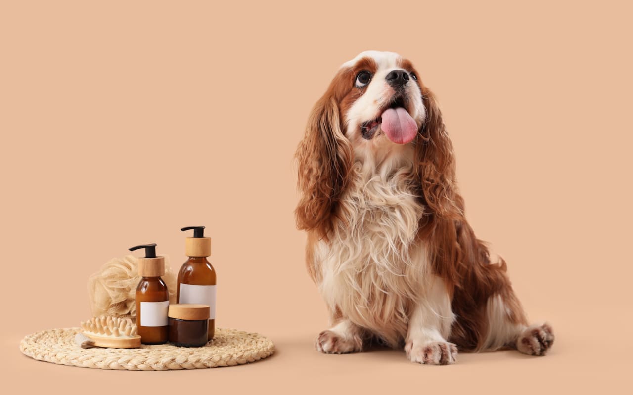 Que faire (et ne pas faire) si vous repérez un épillet chez votre chien ?