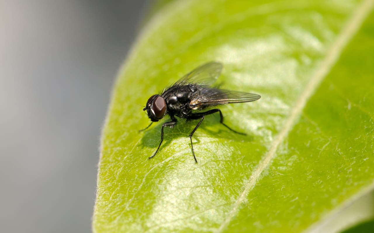 I nostri rimedi naturali contro le mosche