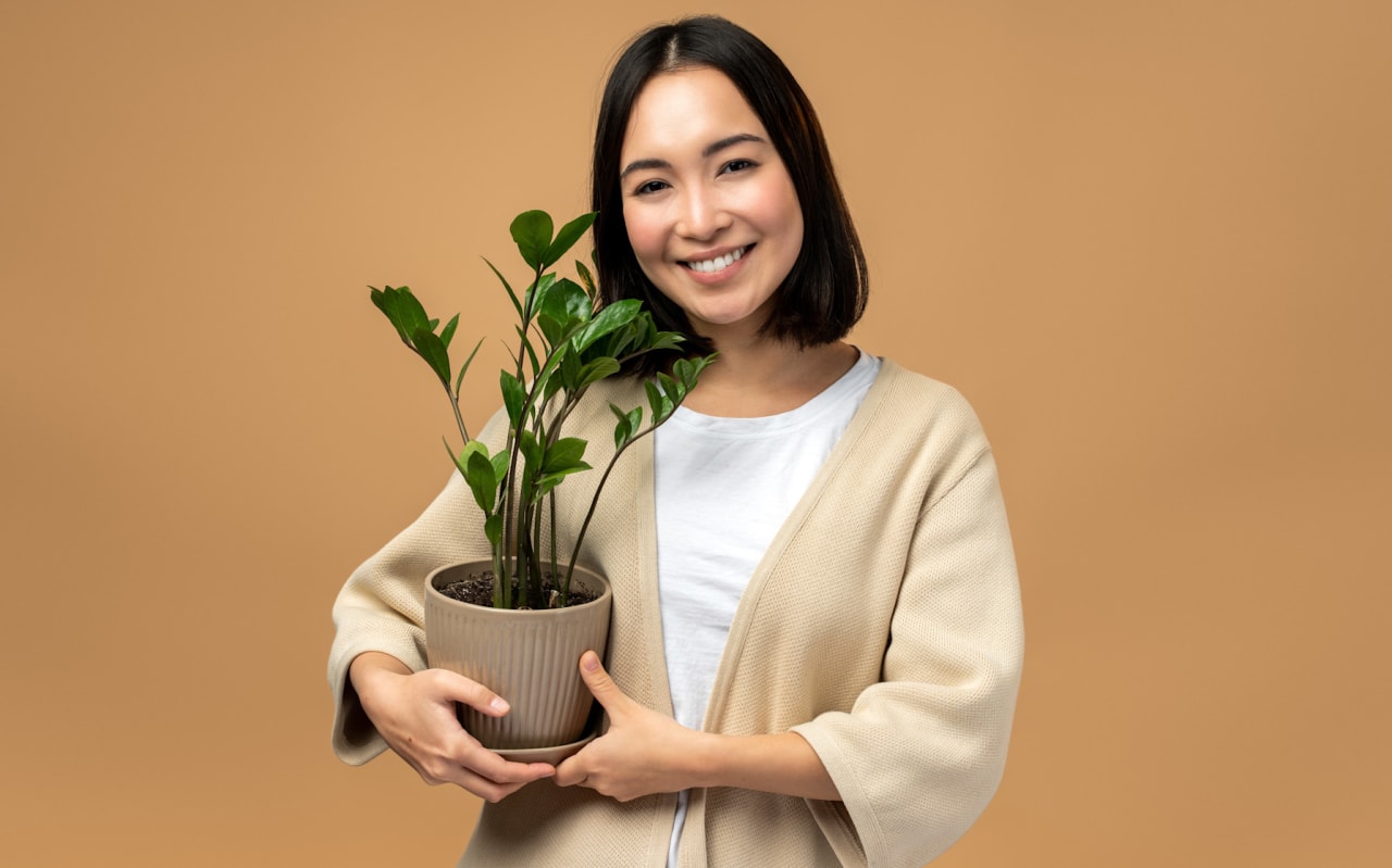 Feuilles jaunies, terre sèche ? Les bons réflexes pour vos plantes d’intérieur cet été