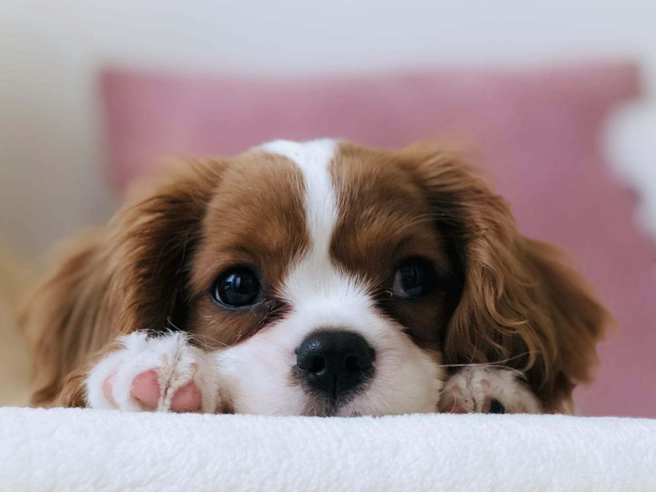 Comment les animaux de compagnie apportent un bien-être mental et physique