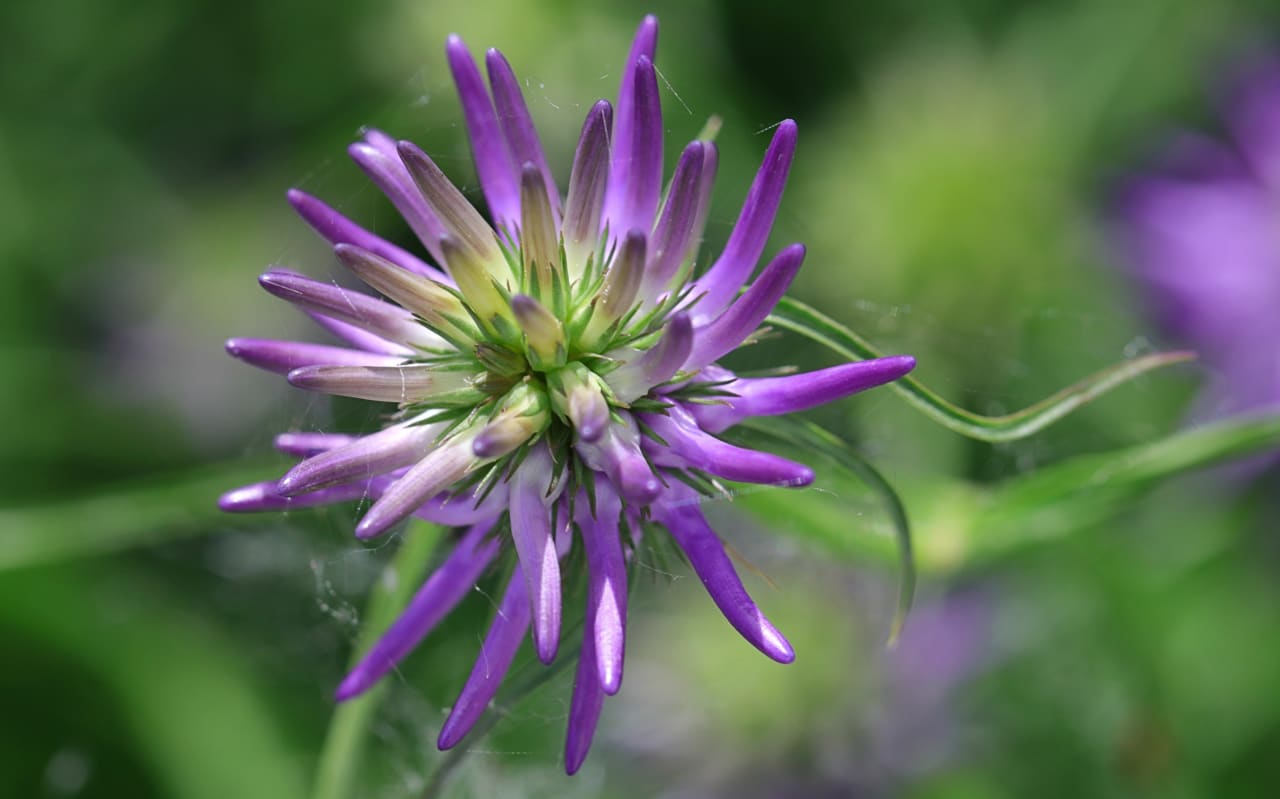 Harpagophytum : tout savoir sur la griffe du diable