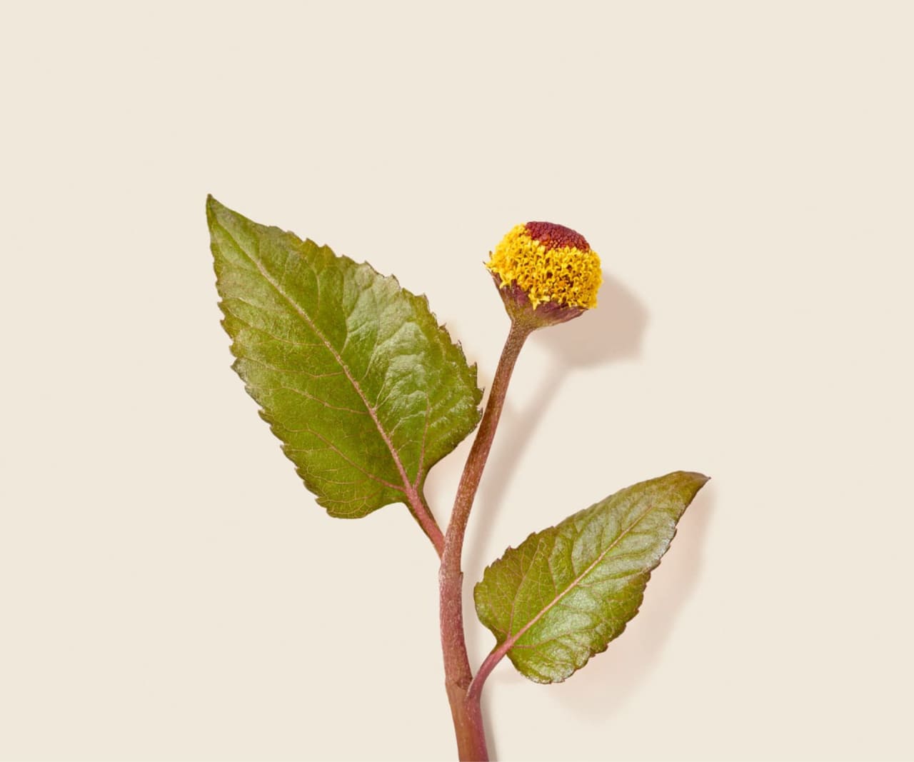 biodiv banner