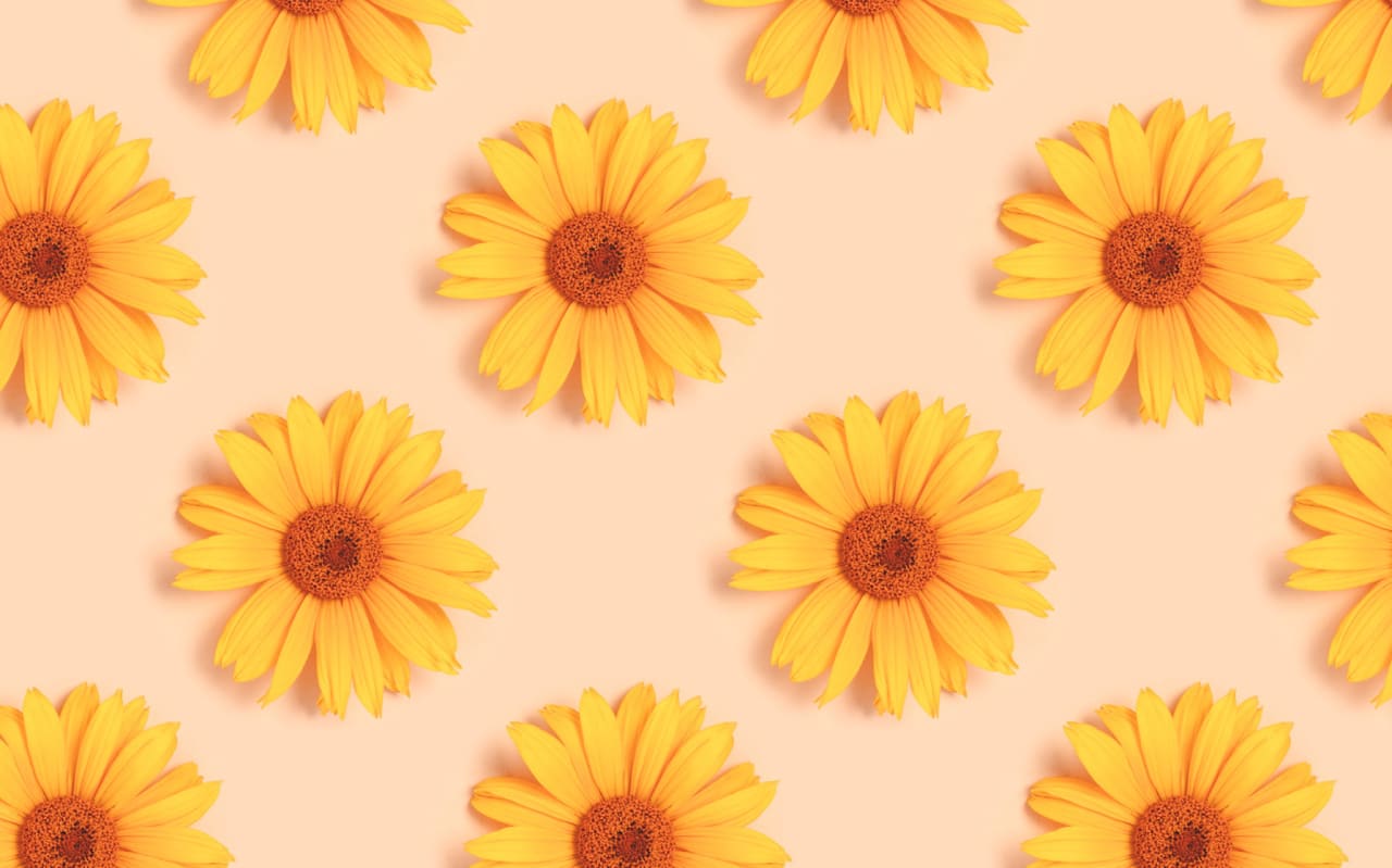 L'Arnica : origines, bienfaits et conseils d'utilisation