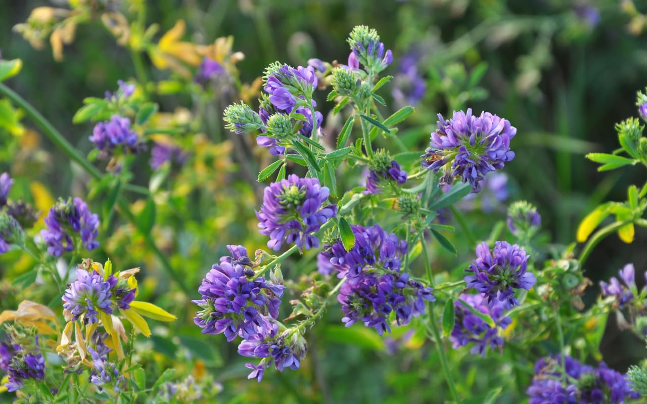 Alfalfa : les bienfaits pour la peau