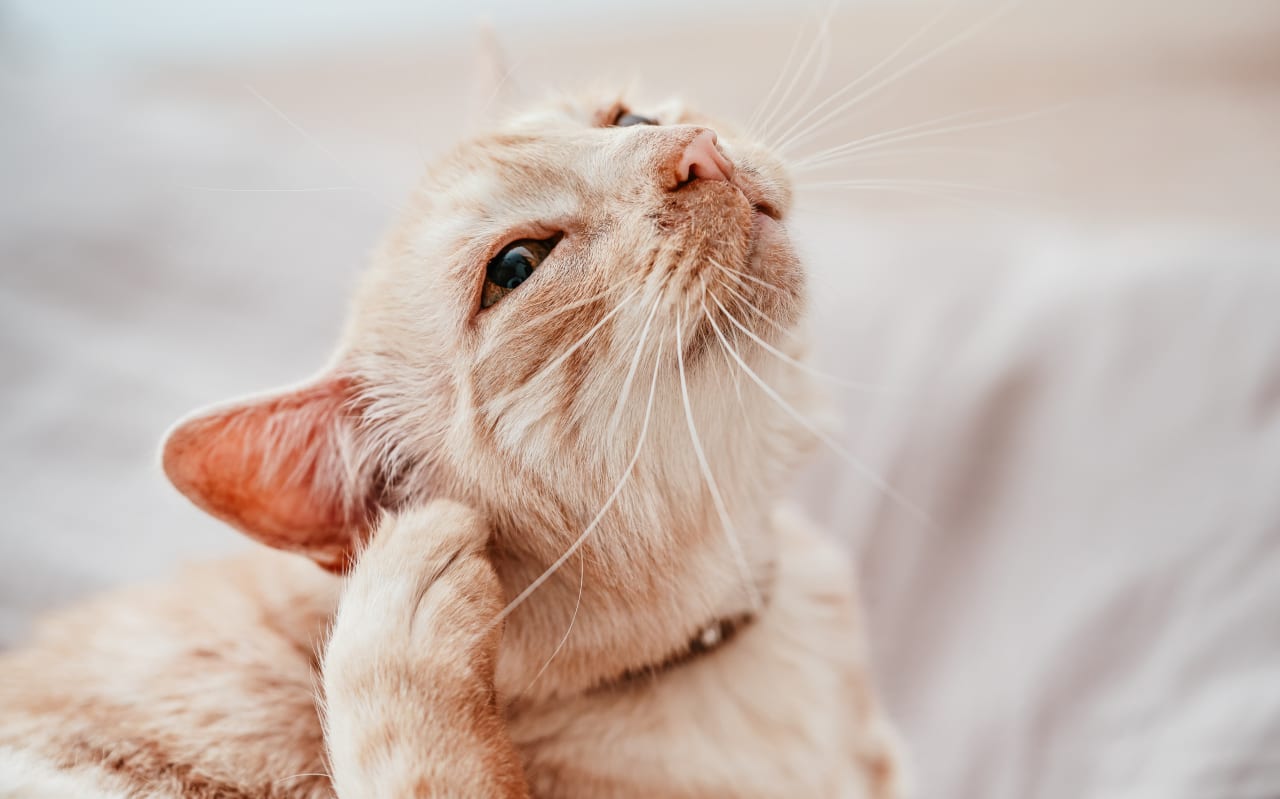 Tiques chat : causes et solutions naturelles
