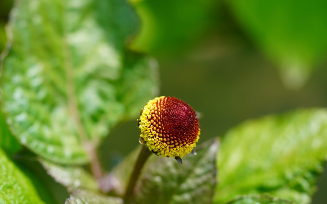 Brède mafane (acmella oleracea) : définition, propriétés et bienfaits