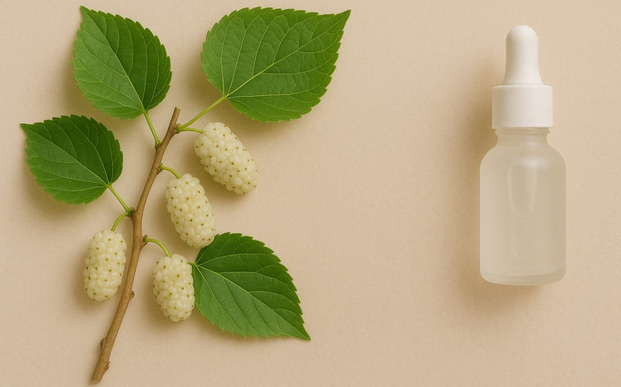 Mûrier blanc (Morus alba)