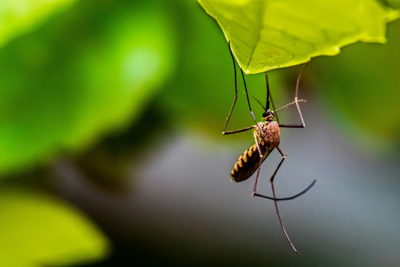 I migliori consigli naturali per alleviare le punture d'insetto