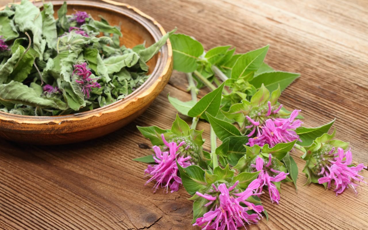 Monarde (Monarda didyma)