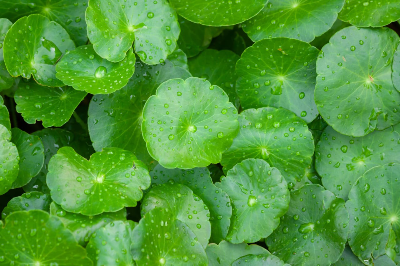 Gotu Kola (Herbe du tigre) : bienfaits, précautions d'emploi et conseils d'utilisations