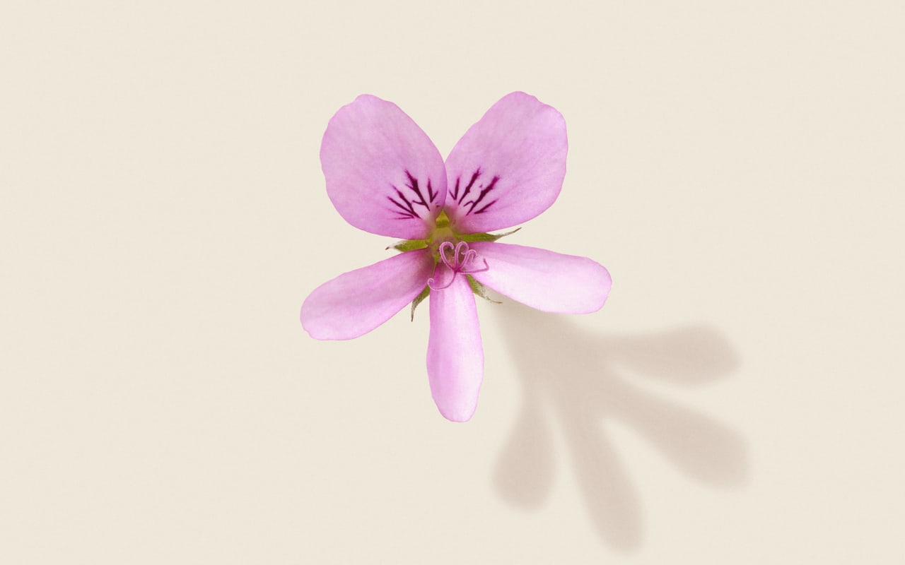 Pelargonium graveolens : bienfaits et utilisations
