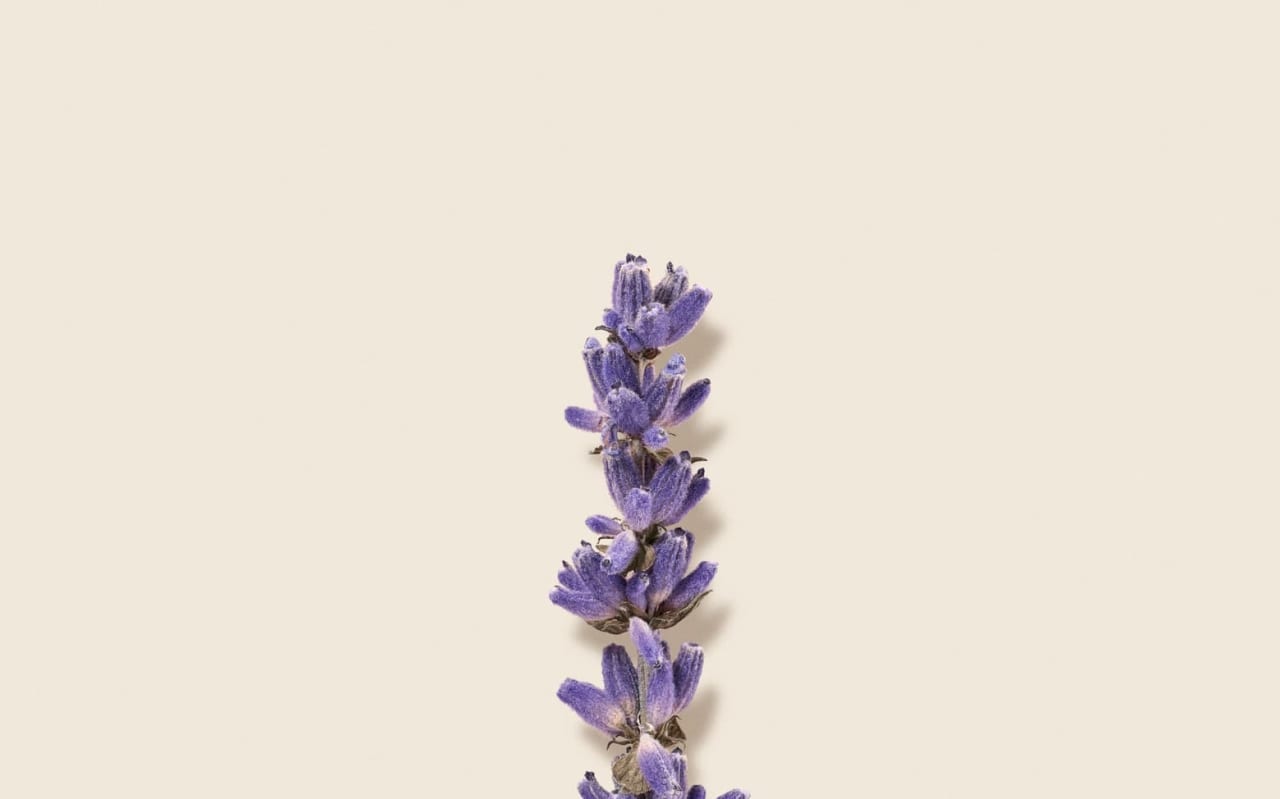 Aroma-Zone Fine Lavender essential oil