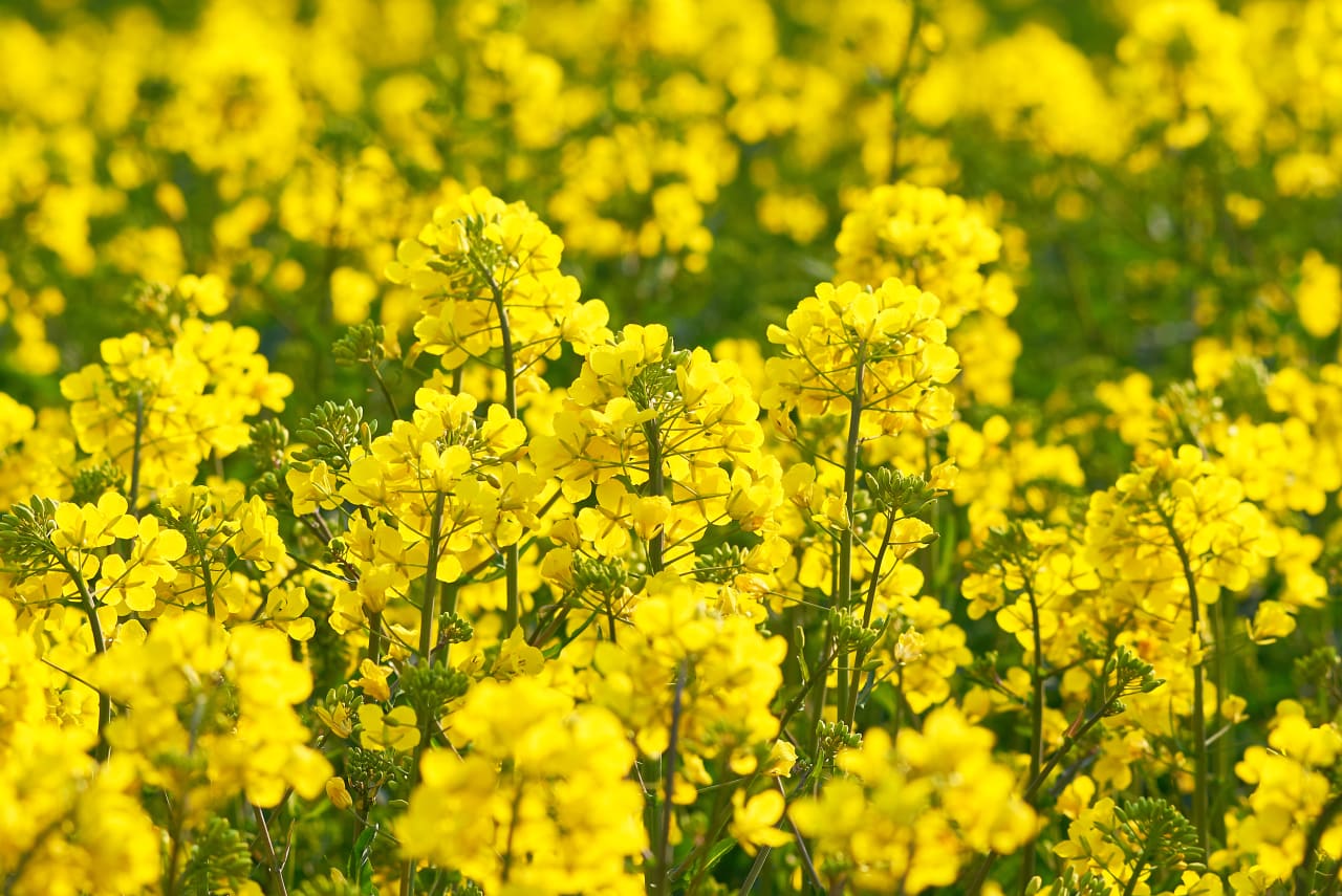 Colza (Brassica napus) : définition, propriétés, bienfaits
