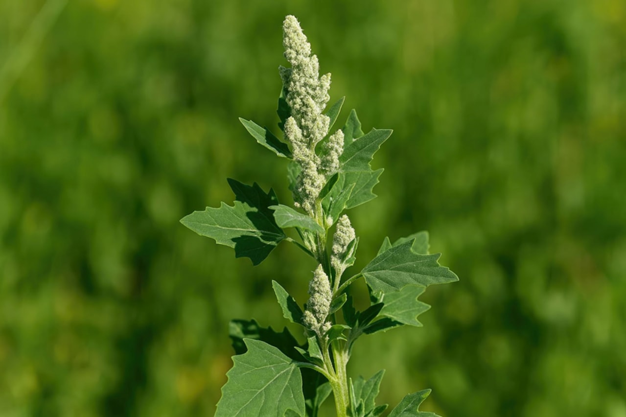 Chénopode bon-Henri (Chenopodium bonus-henricus) : définition, propriétés et bienfaits