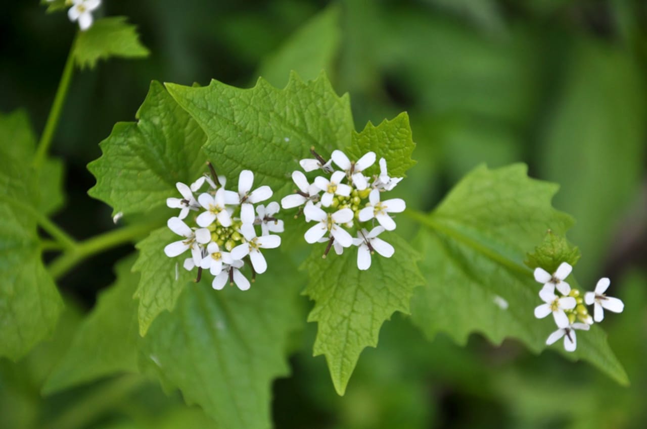 L'Alliaire (Alliaria petiolata) : une alliée digestive naturelle