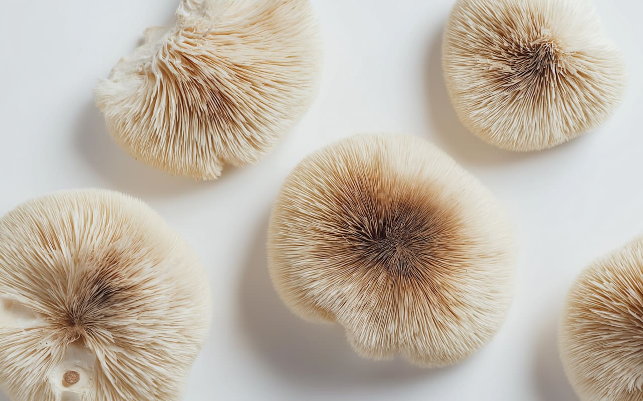 Stress, sommeil, immunité… Les super-pouvoirs des champignons adaptogènes