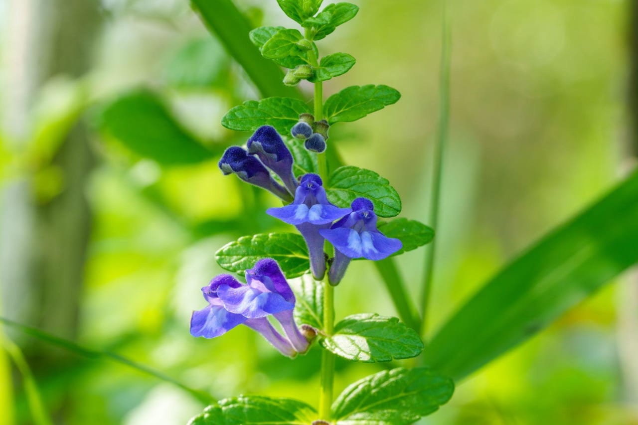 Scutellaire (Scutellaria spp.) : définition, propriétés et bienfaits