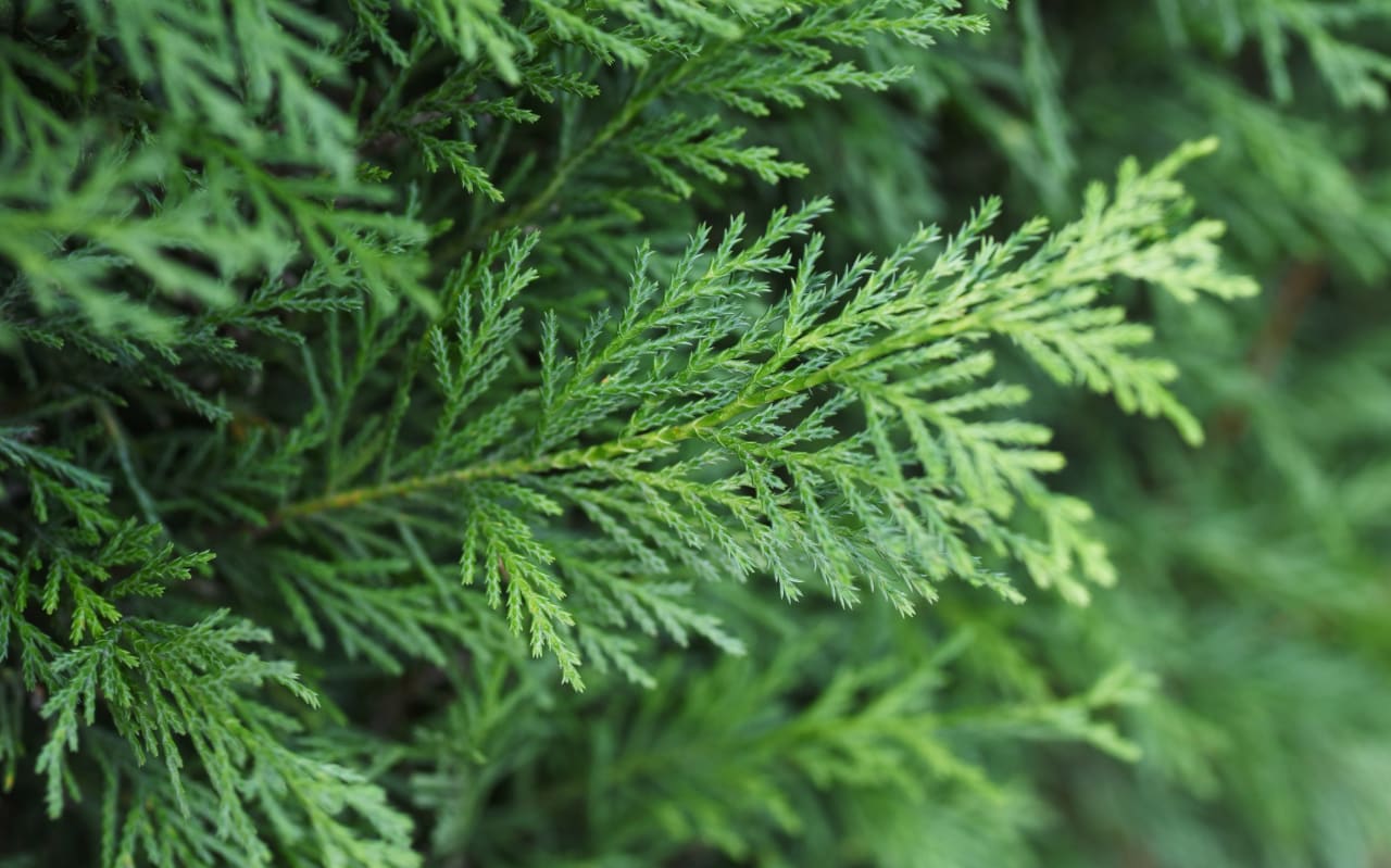 Cyprès Echinacée : Quels bienfaits ?