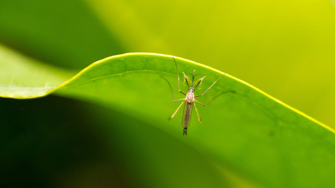 Lenire il prurito delle punture d'insetto in modo naturale